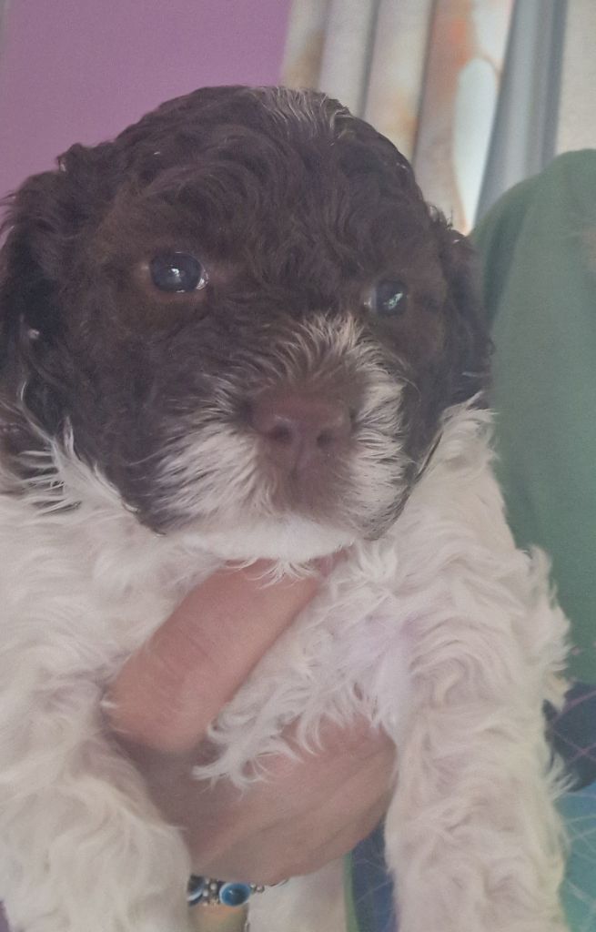 Des Princes De L'Or Noir - Chiots disponibles - Lagotto Romagnolo