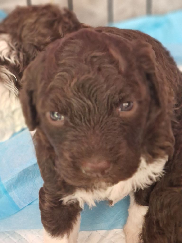 Chiot Lagotto Romagnolo Des Princes De L'Or Noir