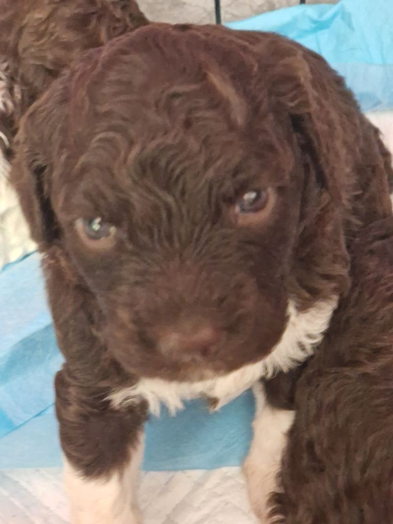 Des Princes De L'Or Noir - Chiots disponibles - Lagotto Romagnolo