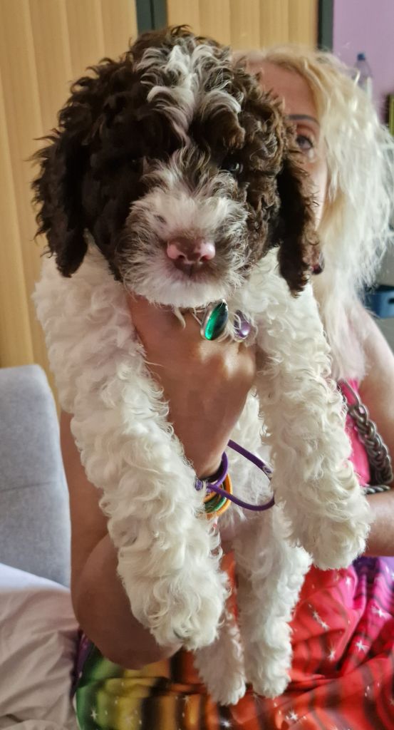 Des Princes De L'Or Noir - Chiots disponibles - Lagotto Romagnolo
