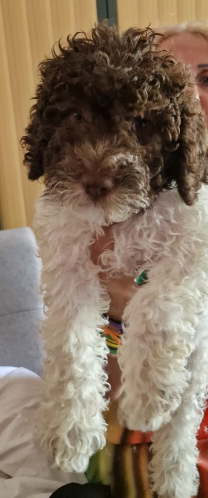 Des Princes De L'Or Noir - Chiots disponibles - Lagotto Romagnolo