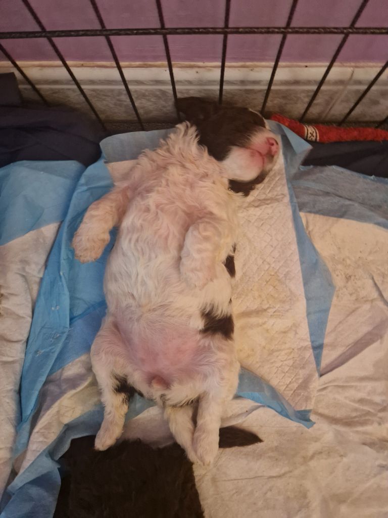 Des Princes De L'Or Noir - Chiots disponibles - Lagotto Romagnolo